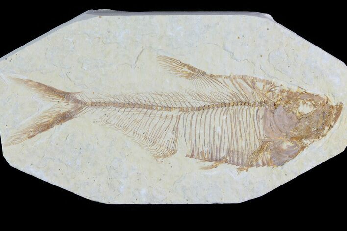 Diplomystus Fossil Fish - Wyoming #81439